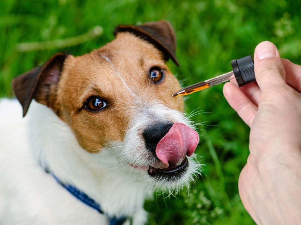 cbd oil for dogs
